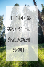 “中国最美小鸟”现身武汉新洲沙河