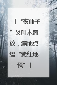 “夜仙子”叉叶木盛放，满地点缀“紫红地毯”
