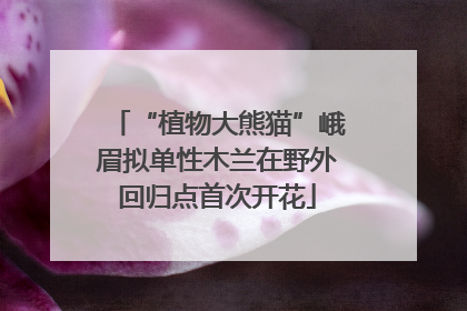 “植物大熊猫”峨眉拟单性木兰在野外回归点首次开花