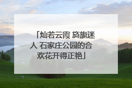 灿若云霞 旖旎迷人 石家庄公园的合欢花开得正艳