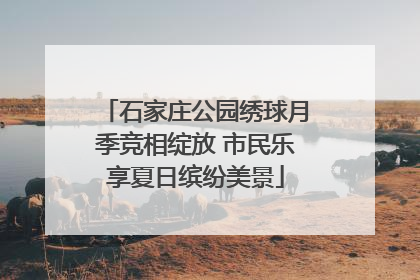 石家庄公园绣球月季竞相绽放 市民乐享夏日缤纷美景