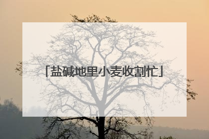 盐碱地里小麦收割忙