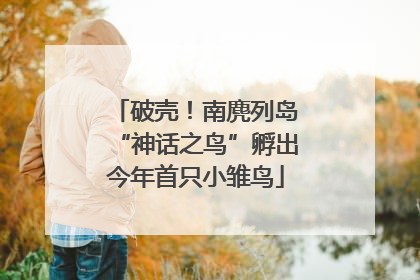 破壳！南麂列岛“神话之鸟”孵出今年首只小雏鸟