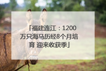 福建连江：1200万只海马历经8个月培育 迎来收获季