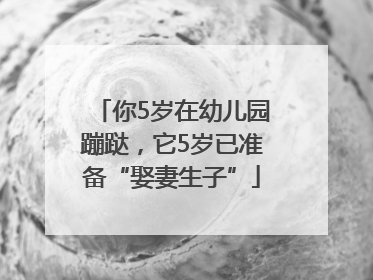 你5岁在幼儿园蹦跶，它5岁已准备“娶妻生子”