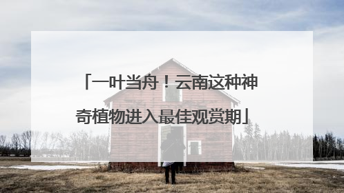 一叶当舟！云南这种神奇植物进入最佳观赏期