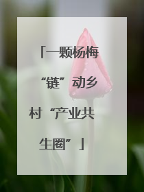 一颗杨梅“链”动乡村“产业共生圈”