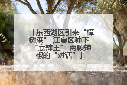 东西湖区引来“樟树港” 江夏区种下“襄辣王” 两颗辣椒的“对话”