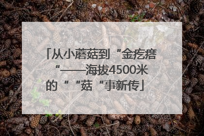 从小蘑菇到“金疙瘩“——海拔4500米的““菇“事新传