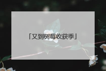 又到树莓收获季