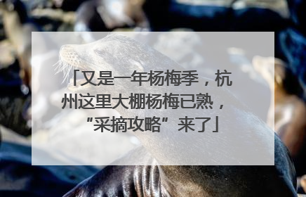 又是一年杨梅季，杭州这里大棚杨梅已熟，“采摘攻略”来了