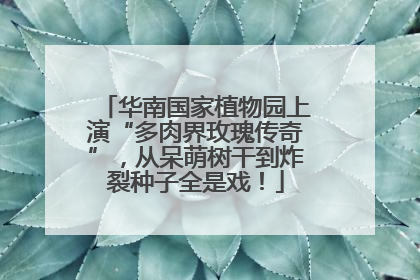 华南国家植物园上演“多肉界玫瑰传奇”，从呆萌树干到炸裂种子全是戏！