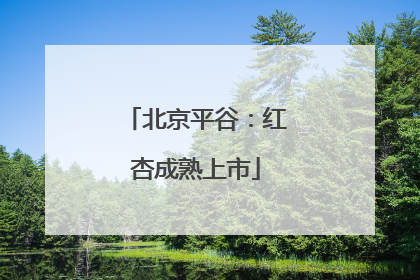 北京平谷：红杏成熟上市