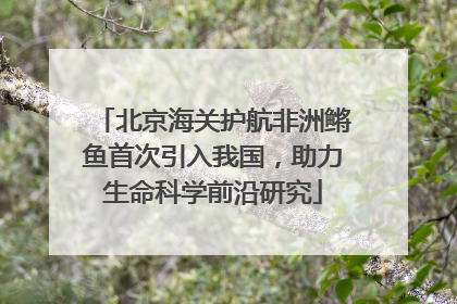 北京海关护航非洲鳉鱼首次引入我国，助力生命科学前沿研究