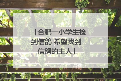 合肥一小学生捡到信鸽 希望找到信鸽的主人