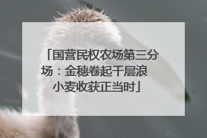 国营民权农场第三分场：金穗卷起千层浪 小麦收获正当时