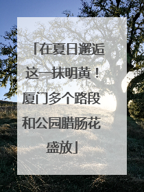 在夏日邂逅这一抹明黄！厦门多个路段和公园腊肠花盛放