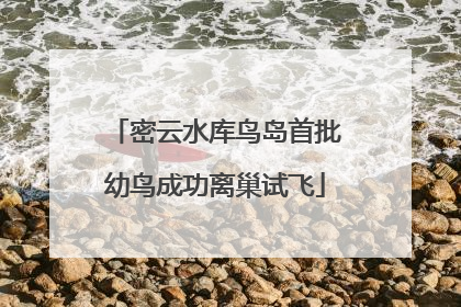 密云水库鸟岛首批幼鸟成功离巢试飞