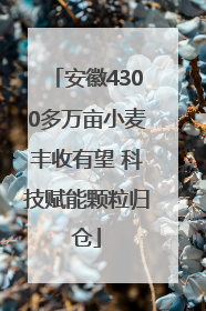 安徽4300多万亩小麦丰收有望 科技赋能颗粒归仓