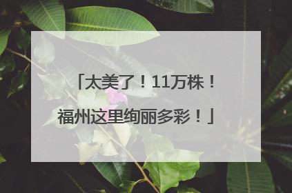 太美了！11万株！福州这里绚丽多彩！
