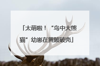 太萌啦！“鸟中大熊猫”幼崽在黄陂破壳