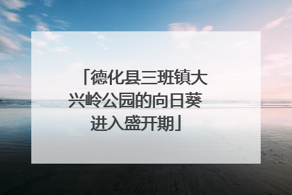 德化县三班镇大兴岭公园的向日葵进入盛开期