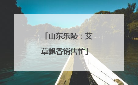 山东乐陵：艾草飘香销售忙