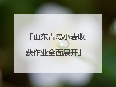 山东青岛小麦收获作业全面展开