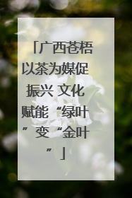 广西苍梧以茶为媒促振兴 文化赋能“绿叶”变“金叶”