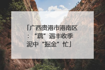 广西贵港市港南区：“藕”遇丰收季 泥中“掘金”忙