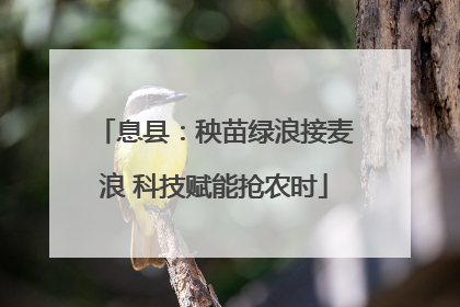 息县：秧苗绿浪接麦浪 科技赋能抢农时