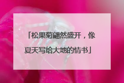 松果菊翩然盛开，像夏天写给大地的情书