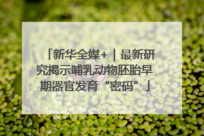 新华全媒+｜最新研究揭示哺乳动物胚胎早期器官发育“密码”