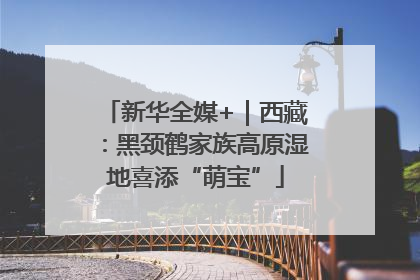 新华全媒+｜西藏：黑颈鹤家族高原湿地喜添“萌宝”