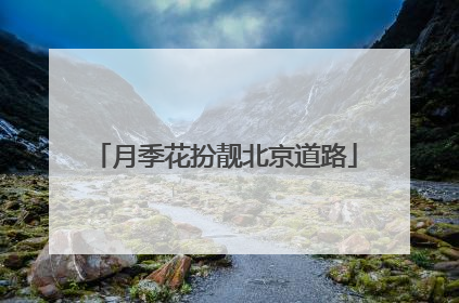 月季花扮靓北京道路