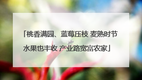 桃香满园、蓝莓压枝 麦熟时节水果也丰收 产业路宽富农家