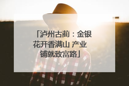 泸州古蔺：金银花开香满山 产业铺就致富路