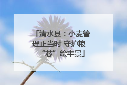 清水县：小麦管理正当时 守护粮“芯”绘丰景