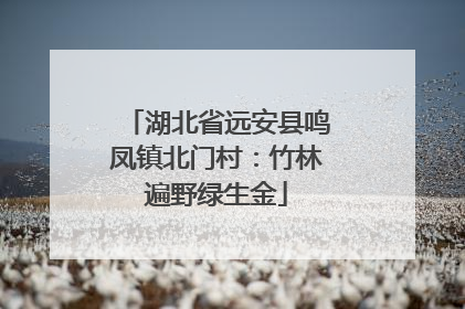 湖北省远安县鸣凤镇北门村：竹林遍野绿生金