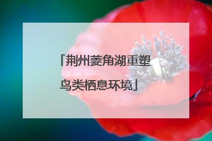 荆州菱角湖重塑鸟类栖息环境