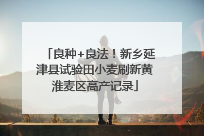 良种+良法！新乡延津县试验田小麦刷新黄淮麦区高产记录