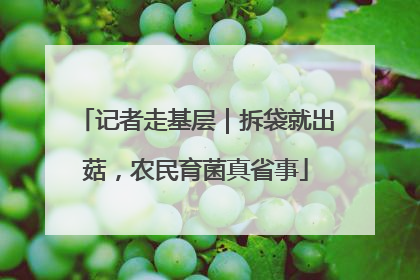 记者走基层｜拆袋就出菇，农民育菌真省事