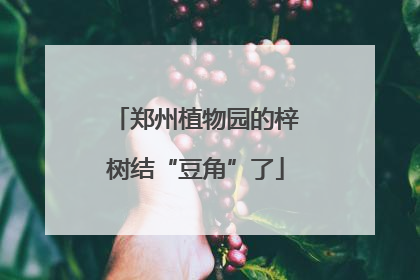 郑州植物园的梓树结“豆角”了
