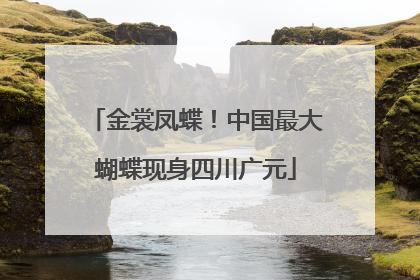金裳凤蝶！中国最大蝴蝶现身四川广元