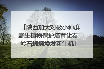 陕西加大对极小种群野生植物保护培育让秦岭石蝴蝶焕发新生机