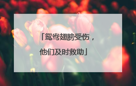 鸳鸯翅膀受伤，他们及时救助