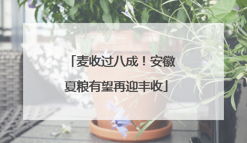 麦收过八成！安徽夏粮有望再迎丰收