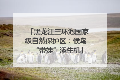 黑龙江三环泡国家级自然保护区：候鸟“带娃”添生机