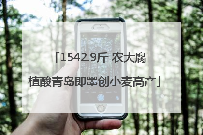1542.9斤 农大腐植酸青岛即墨创小麦高产