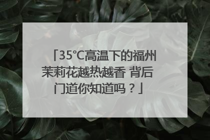 35℃高温下的福州茉莉花越热越香 背后门道你知道吗？